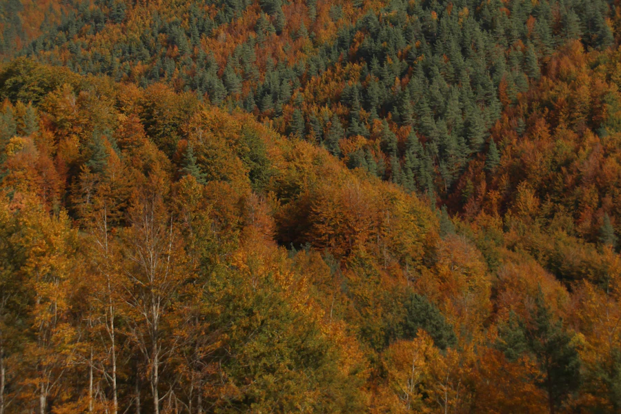 Les hêtres de la forêt d'Irati en automne