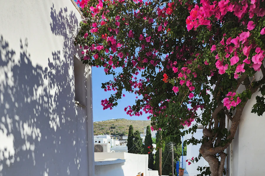Une ruelle pavée et fleurie de Lefkes