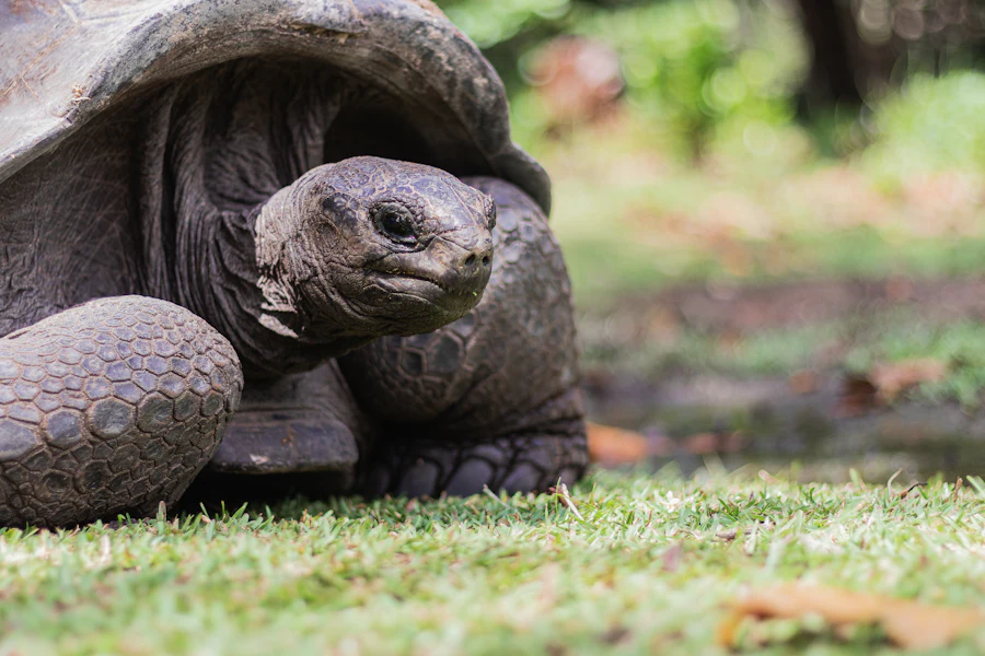 Une tortue géante des Seychelles dans l'herbe