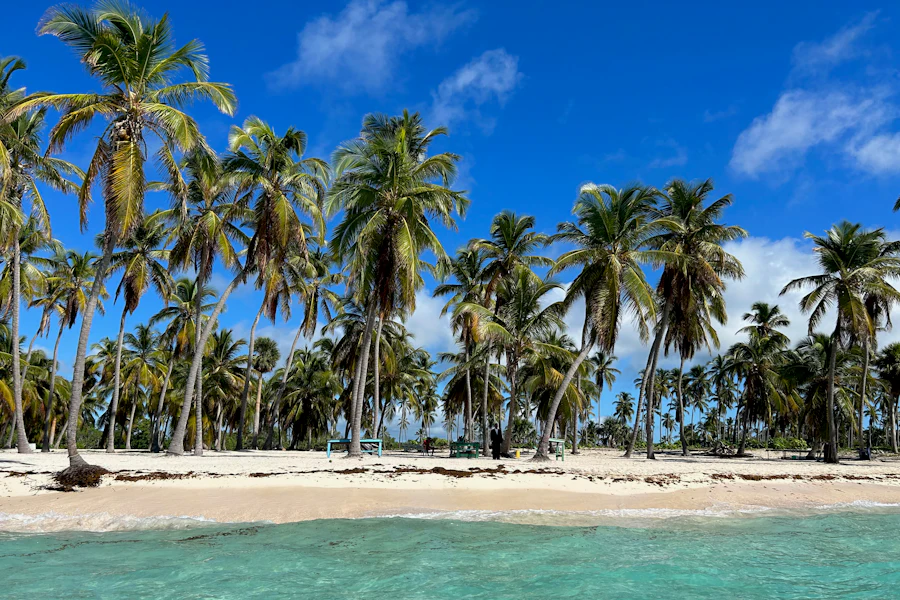 Une plage bordée de cocotiers en République dominicaine