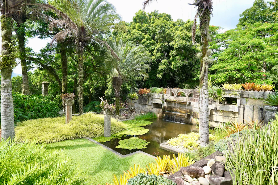 Un étang et ses palmiers au jardin botanique