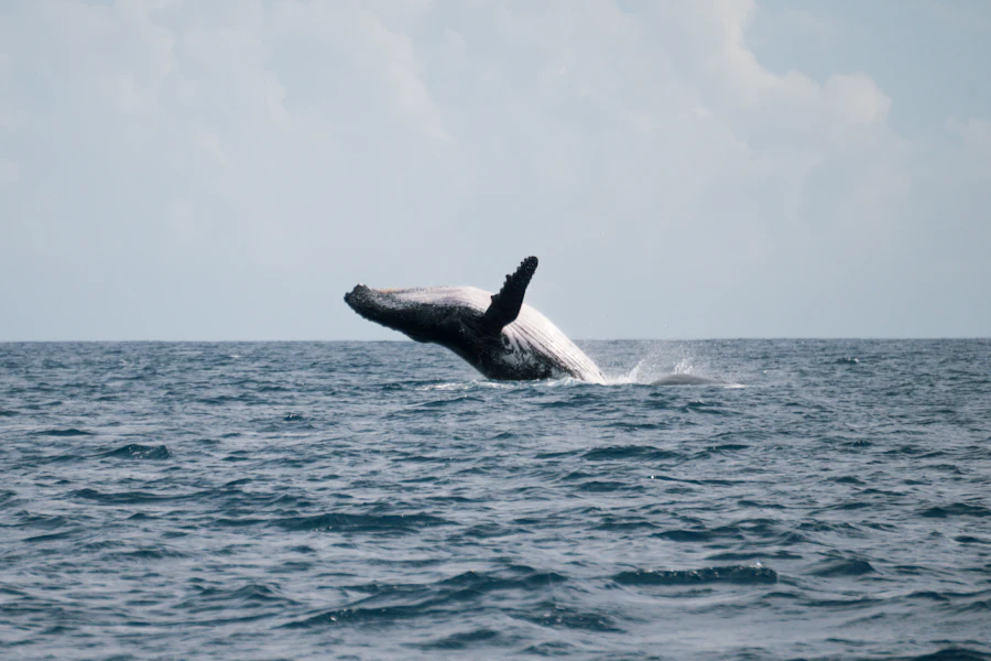 Une baleine à bosse qui saute hors de l'eau, au large de La Réunion