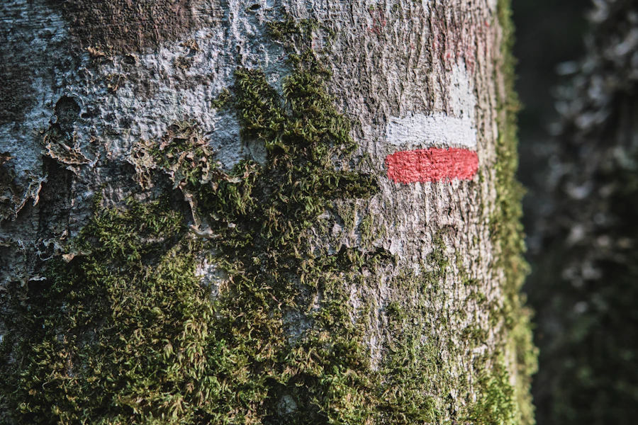 Le balisage rouge et blanc d'un sentier de grande randonnée dans les Pyrénées