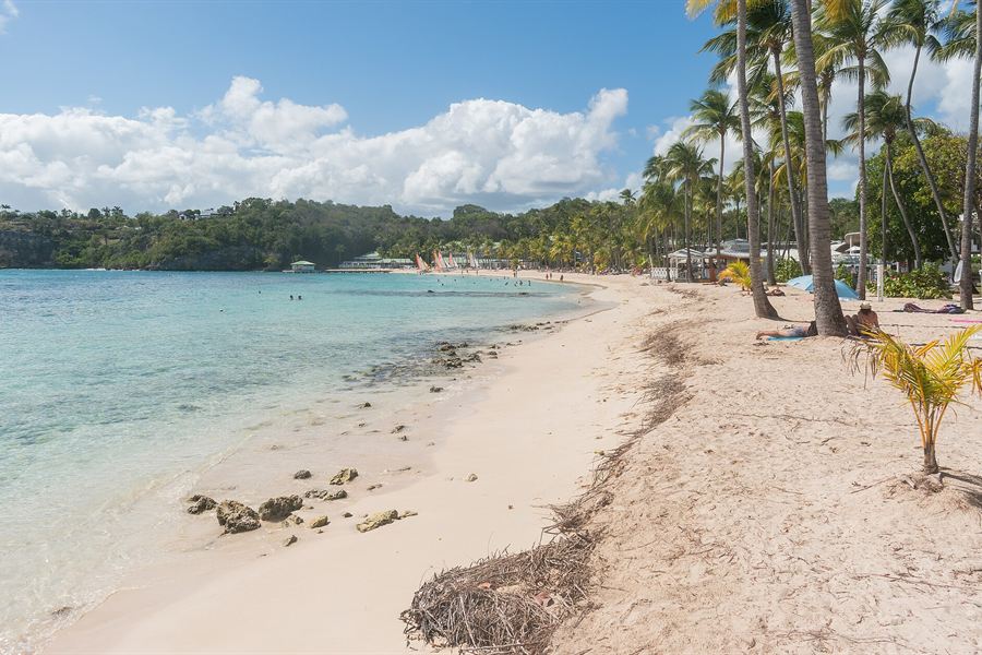 La plage de la Caravelle bordée de cocotiers
