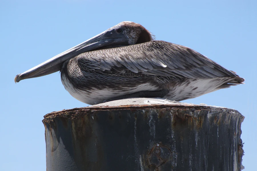 Un pélican sur un poteau de bois, à Saint-François