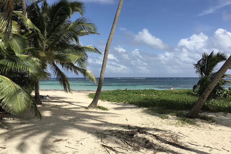 Un cocotier penché sur le sable des Salines