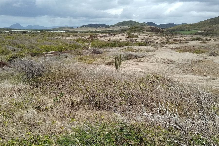 La savane des pétrifications