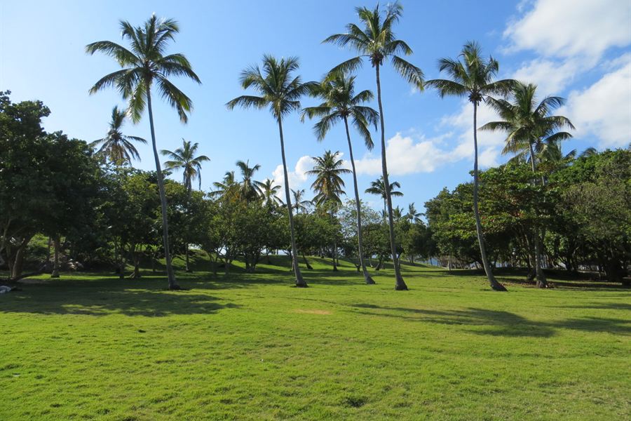 Cocotiers sur Cayo Levantado