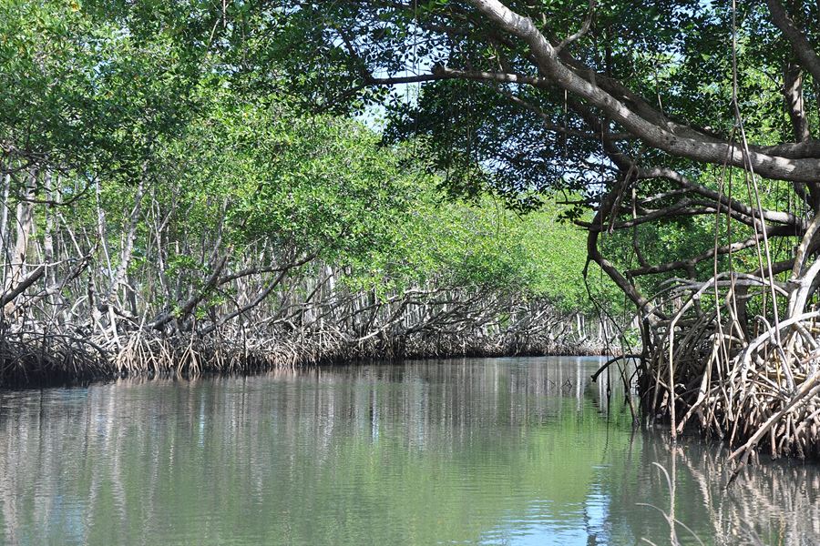 La rivière Caño Hondo dans le parc national de Los Haitises