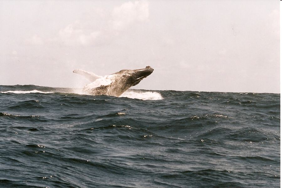 Une baleine à bosse saute dans la baie de Samaná