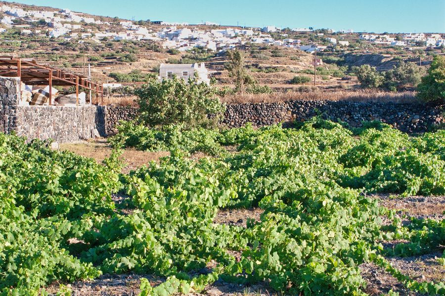 Des vieilles vignes taillées en couronne
