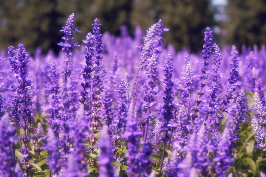 Un champ de fleurs violettes à Furano