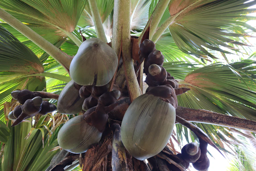 Les fruits du cocotier de mer, emblème de la vallée de Mai