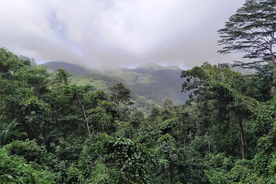 La forêt tropicale du parc national du Morne Seychellois