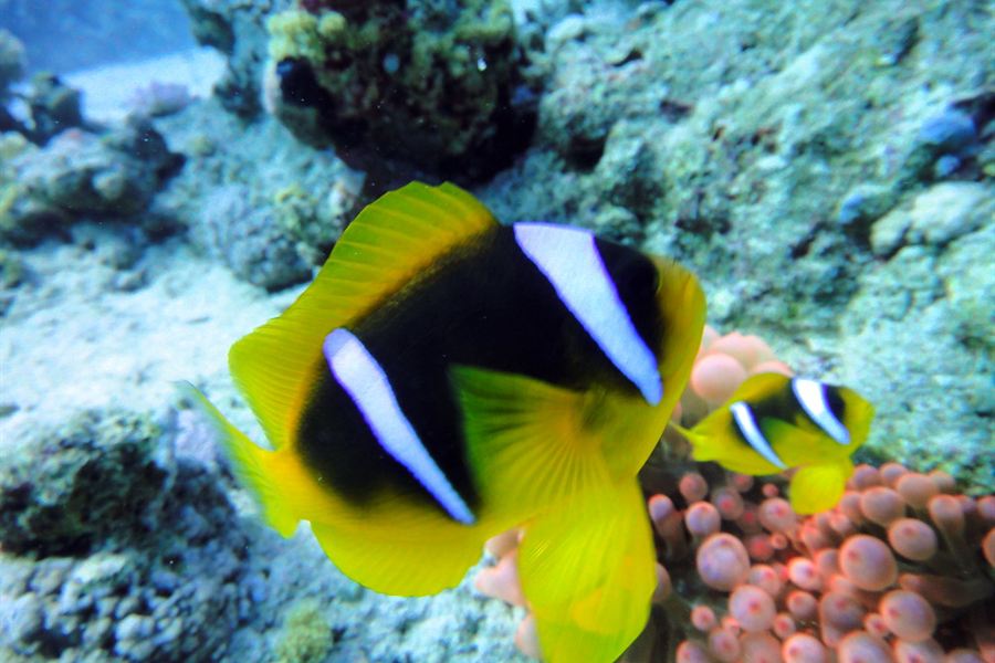 Un poisson-clown sur un récif de Charm el-Cheikh