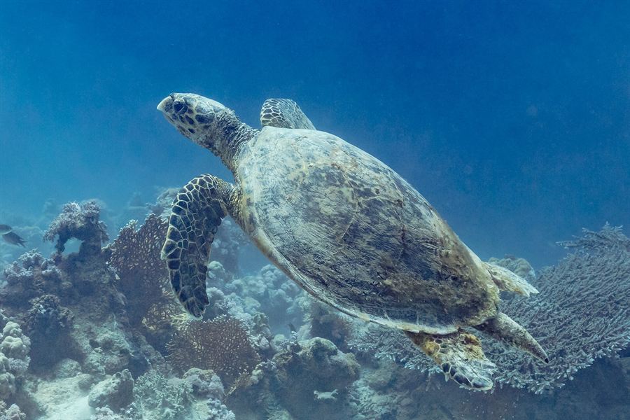 Une tortue imbriquée dans le parc national de Ras Mohammed