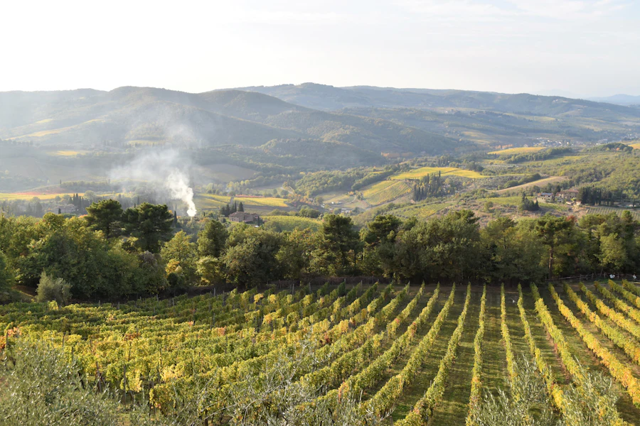Les vignes du Chianti autour de Greve in Chianti