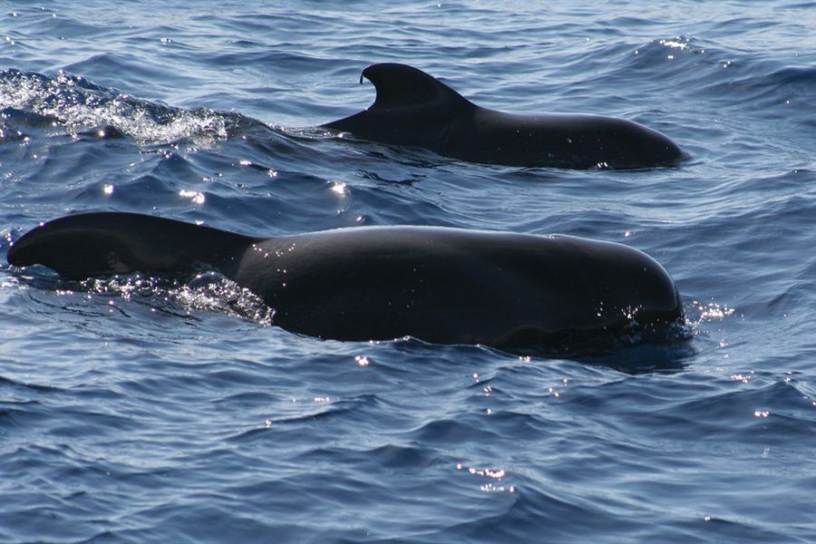 Des globicéphales au large de Tenerife