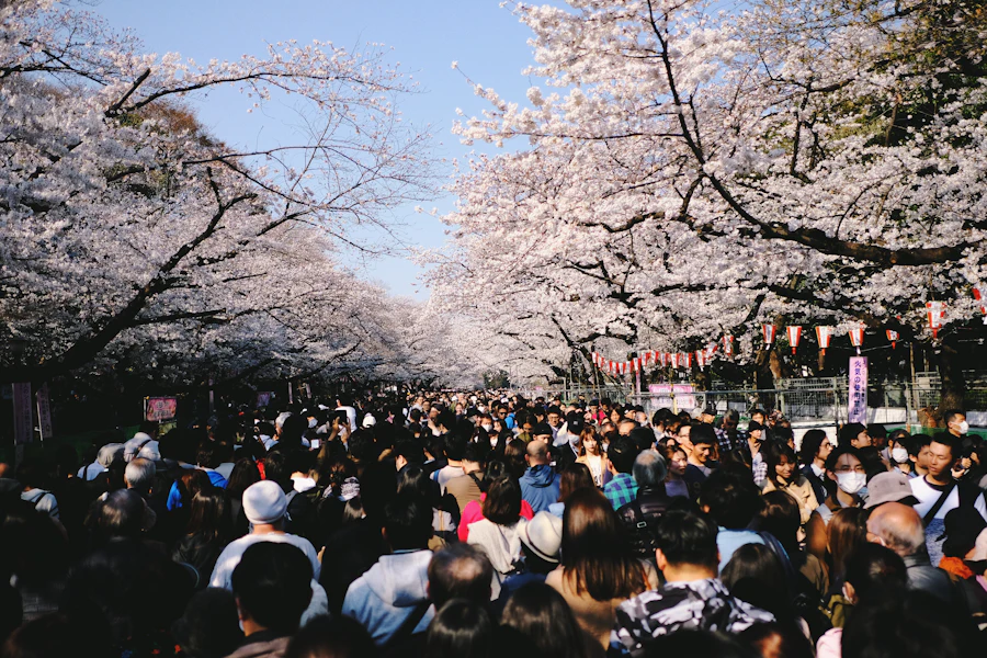 Les cerisiers en fleur du parc d'Ueno