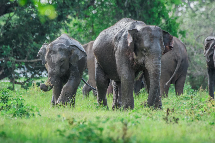 Deux éléphants dans les prairies de Minneriya