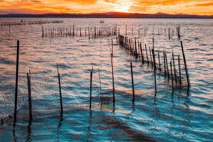 Coucher de soleil sur la lagune de l'Albufera