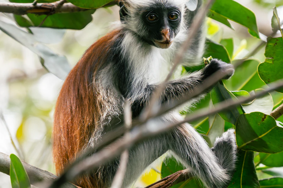 Un colobe roux, singe endémique de Zanzibar