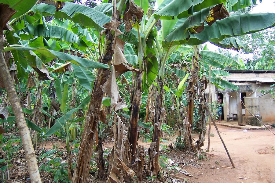 Une plantation d'épices à Zanzibar
